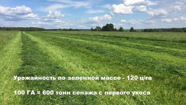 Райграс однолетний. Колхозный Тест-Драйв. смотреть онлайн