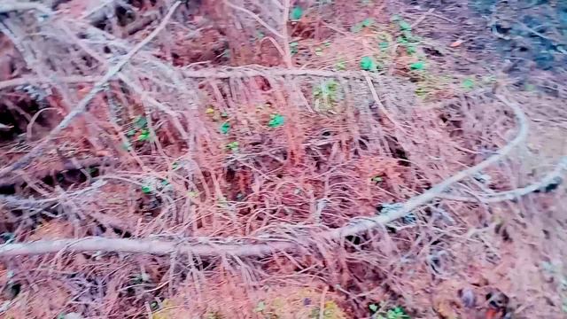 Путешествие в Новгородскую область. Геокешинг