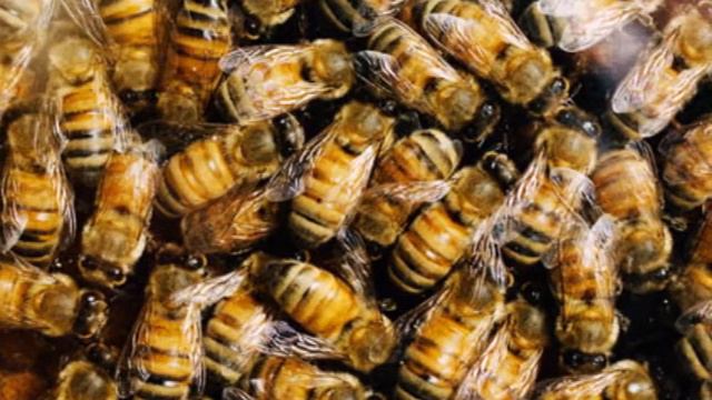 3 Key Neonicotinoids Banned By EU in Historic Decision смотреть онлайн