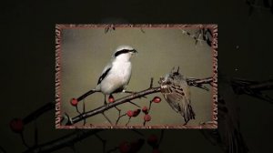 КАК УСТРОЕН МЕГА КАЙДЗЮ? ➤ Тихоокеанский рубеж