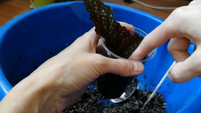 Новинки бегонии (комнатные растения) смотреть онлайн