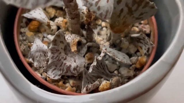 Kalanchoe Rhombopilosa Flower | How To Propagate Kalanchoe | Pies From Heaven | E. Black Prince