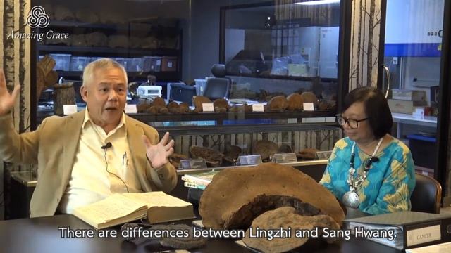 Sang Hwang Mushroom has potential to inhibit the growth of cancer cells by TCM. Dr.Tanapat смотреть онлайн