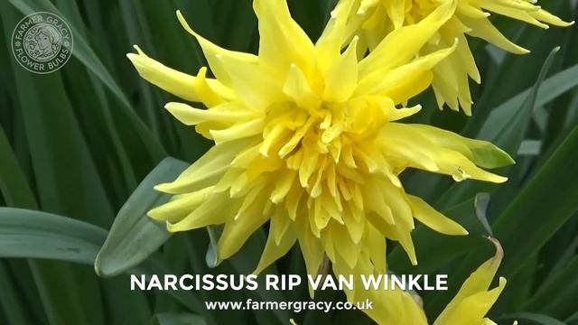 Narcissus 'Rip van Winkle' - FarmerGracy.co.uk смотреть онлайн