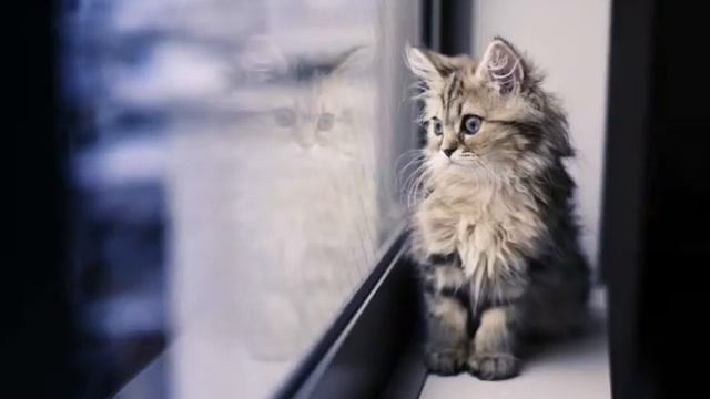 Попробуй не смеяться кот смотрит в окно смотреть онлайн