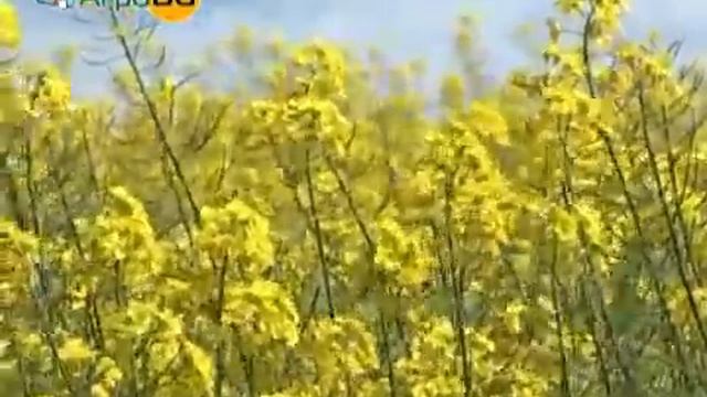 Бенефициент по мярка 141 изгражда капково напояване... смотреть онлайн
