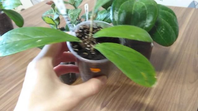 Новинки Хой в моей коллекции. Часть 1. Sarawak Cream, Rangsan, Obovata Alba, Erythrina, Forbesii...