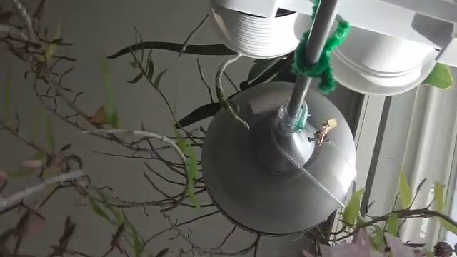 Dendrobium Aphyllum in Bloom. ( March 2021) смотреть онлайн