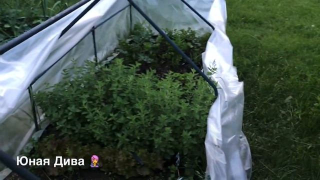 LC632:Женский клуб. Дача Месяц не была на даче.16.06.2020 Яша выехал первый раз на дачу в этом году смотреть онлайн