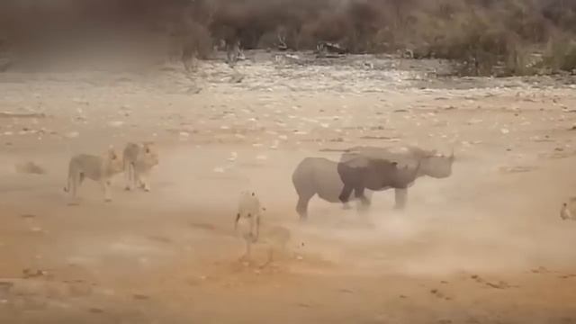 СУМАСШЕДШАЯ АТАКА НОСОРОГА НА ЛЬВОВ! НОСОРОГ ПРОТИВ СЛОНА, ГИЕН, ЛЬВОВ, БЕГЕМОТА смотреть онлайн