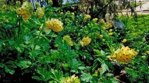 Хохлатка цветок