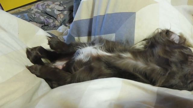 Мы с Лёвчиком желаем всем СПОКОЙНОЙ ночи и ДОБРЫХ снов / Щенки породы ЧИХУАХУА 30/04/2022 смотреть онлайн