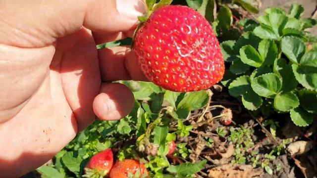 Клубника Флорентина, Мурано, Бьюти и Мальга. Сравнение ягод. смотреть онлайн