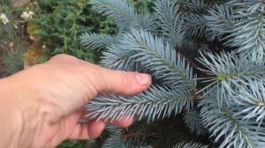 ФОРМИРОВКА ГОЛУБОЙ ЕЛИ