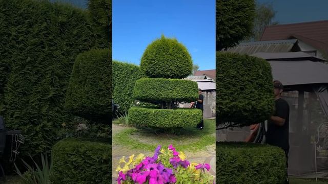 ✂️ топиарная стрижка туй ✂️ #topiary #gardener #gardening #топиарнаястрижка смотреть онлайн