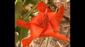 САМЫЕ РЕДКИЕ ЦВЕТЫ В МИРЕ  ТОП 5