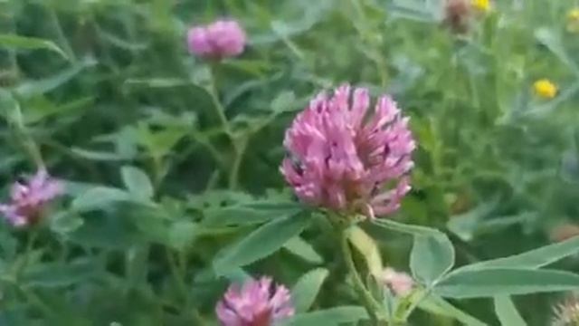 КЛЕВЕР ЛУГОВОЙ, КРАСНЫЙ. ЛЕКАРСТВЕННЫЕ СВОЙСТВА КЛЕВЕРА. ПОЛЬЗА КЛЕВЕРА смотреть онлайн
