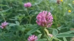 КЛЕВЕР ЛУГОВОЙ, КРАСНЫЙ. ЛЕКАРСТВЕННЫЕ СВОЙСТВА КЛЕВЕРА. ПОЛЬЗА КЛЕВЕРА