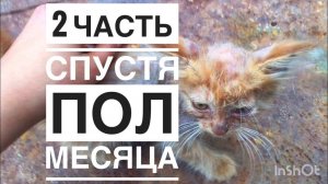 Живодеры издевались над котёнком, я забрала и вот что произошло спустя 2 недели