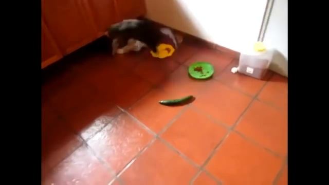 Кошки боятся огурцов (Подборка видео) Cats afraid of cucumber (compilation) смотреть онлайн