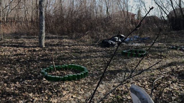 Учусь ухаживать за смородиной. Первые посевы в Сибири смотреть онлайн