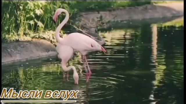 Самвел Ад Астанинцы третий сорт что ли?Эх,Ира,Ира.Еще одно неизвестное ТВ слово.