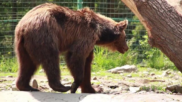 Ведмеді, НПП СИНЕВИР смотреть онлайн