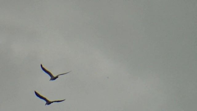 Очень женское / Ах, как хотелось бы в полёт! Стихи Галины Беспаловой смотреть онлайн