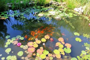 Как избавиться от тины в пруду.