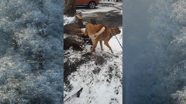 С первым снегом. Только не надо его есть. смотреть онлайн