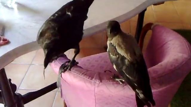 corvus corax & corone cornix смотреть онлайн