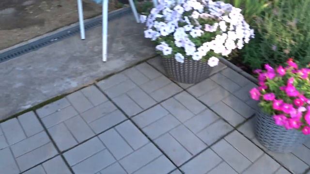 15 августа 2023. Обрезка и укоренение черенков петунии смотреть онлайн