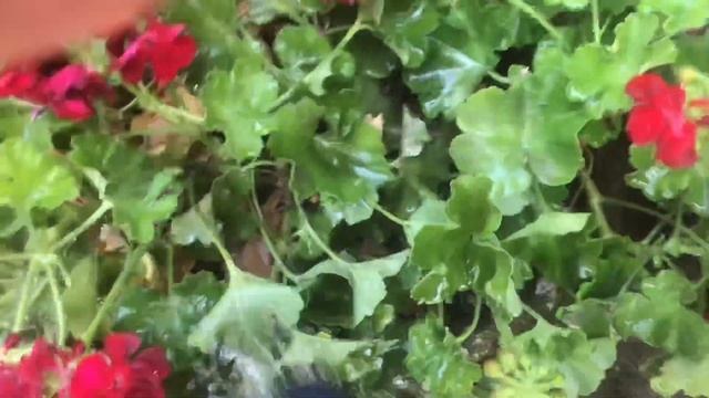 Как правильно поливать цветы и как НЕ НАДО поливать цветы. Мой опыт. смотреть онлайн