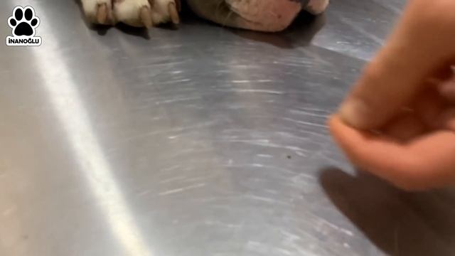 Pitbull 'un (Bully) Ağzına El Sokmak!? Evdeki Afacan Veterinere Gelince Ne Yaptı? #inanoğlu
