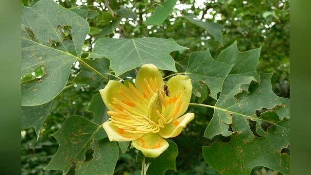 ЛИРИОДЕНДРОН  (LIRIODENDRON)  сем. Магнолиевые