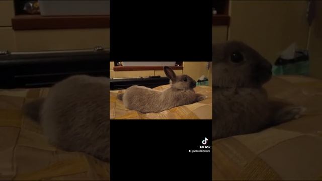 Кролик трясется #shorts смотреть онлайн