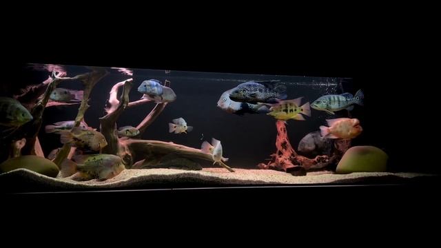 american cichlids смотреть онлайн