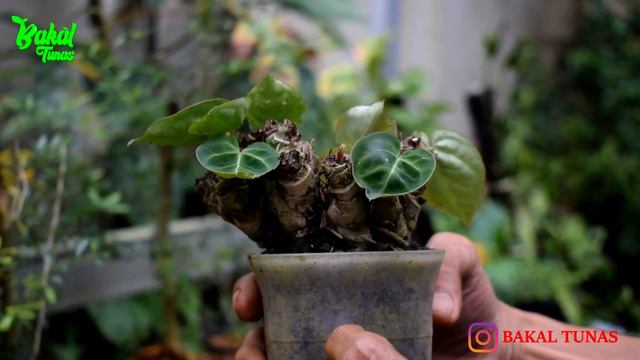 100% GAMPANG‼️KREASI UNIK TANAMAN ANTHURIUM KUPING GAJAH смотреть онлайн