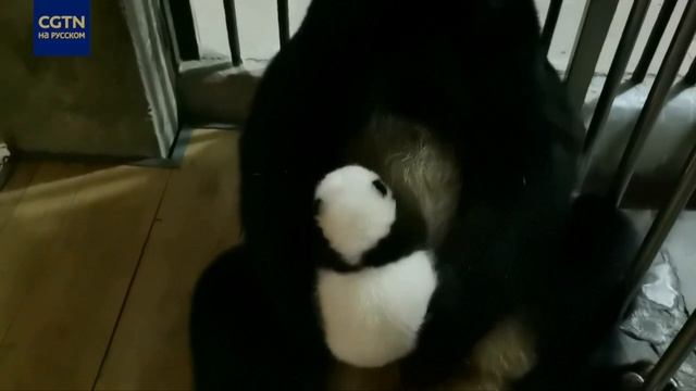 Детеныши близнецы большой панды в зоопарке Чунцина смотреть онлайн