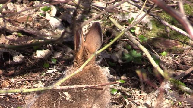 Rabbit Ears. Уши кролика (2288sp) смотреть онлайн
