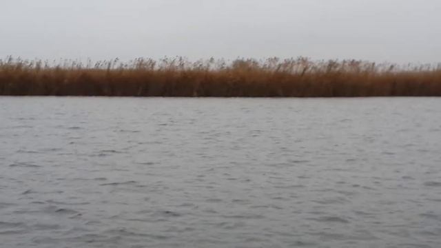 ВОТ ЭТО КАРАСЬ, ПО 2 КГ ПОЧТИ!!!!!  )))