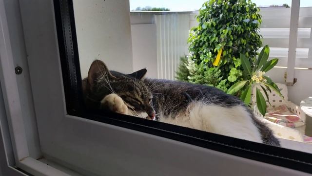 Heat. Sweet Dream Of The Cat Timur.Жара.Сладкий сон кота Тимура.