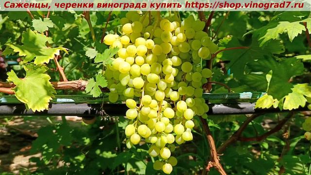 КИШМИШ СОЛОМИЯ 9 июля 2024 года - парад окрашивания ультраранних сортов и форм винограда в сравнени смотреть онлайн