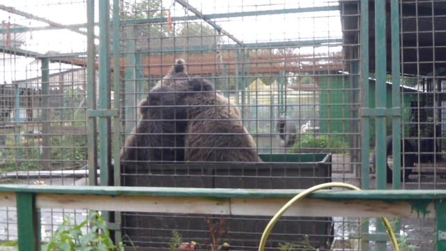Носик и Хвостик смотреть онлайн
