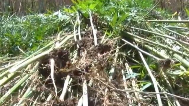 Конопля горит синим пламенем смотреть онлайн