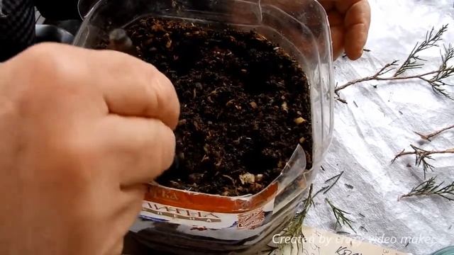 Размножение можжевельника смотреть онлайн