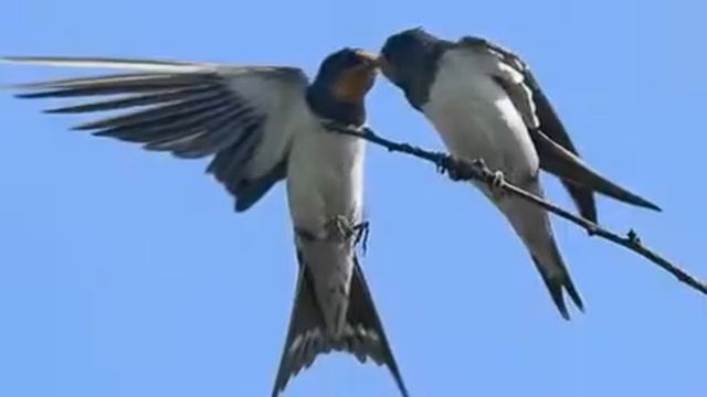 Ласточка смотреть онлайн