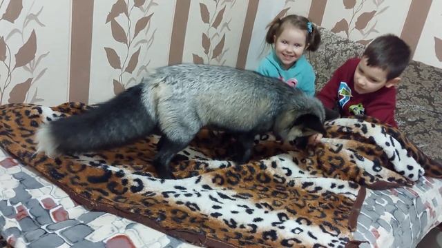 Лисы с детьми легли спать смотреть онлайн