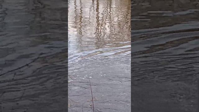 Как вам такая красота? Пение птиц, шум реки/Естественные звуки природы смотреть онлайн