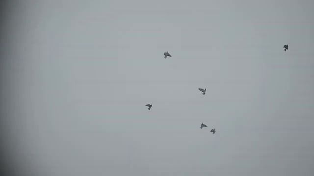 Гон ЩЕКАСТЫХ (Тульский чеграш) голубей в Туле. смотреть онлайн